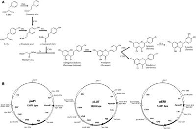 De Novo Biosynthesis of Apigenin, Luteolin, and Eriodictyol in the Actinomycete Streptomyces albus and Production Improvement by Feeding and Spore Conditioning